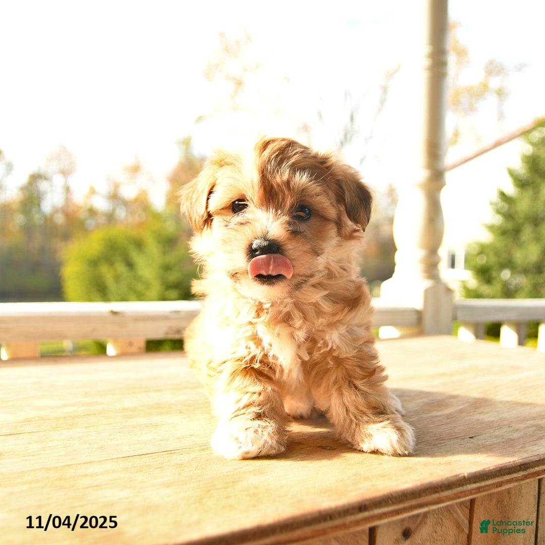 Yochon dogs for sale: Toffee - Ad 1