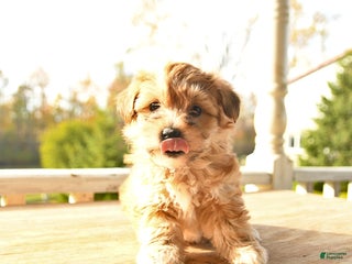 Yochon dogs Toffee - Ad 23