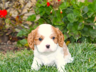 Cavalier King Charles Spaniel dogs Buddy - Genetic Tested Parents - Ad 4