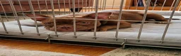 American Bully dogs for sale: Krillin - Ad 17
