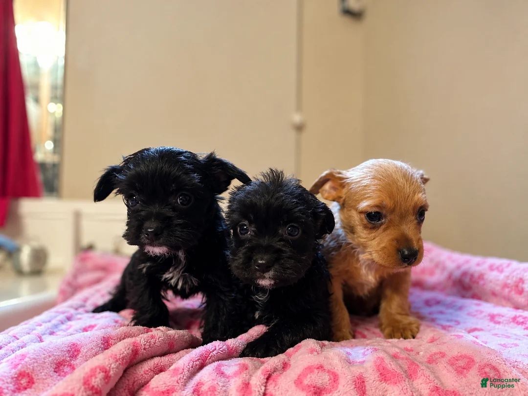 Yorkiepoo dogs for sale: Yorkiepoo Puppy 1 - Ad 2