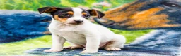 Mixed Breed dogs for sale: Toby - Ad 5