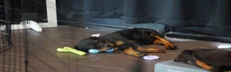 Rottweiler dogs for sale: Vermithor - Ad 3