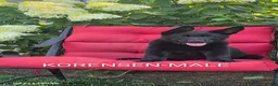 German Shepherd dogs for sale: Korensen - Ad 1