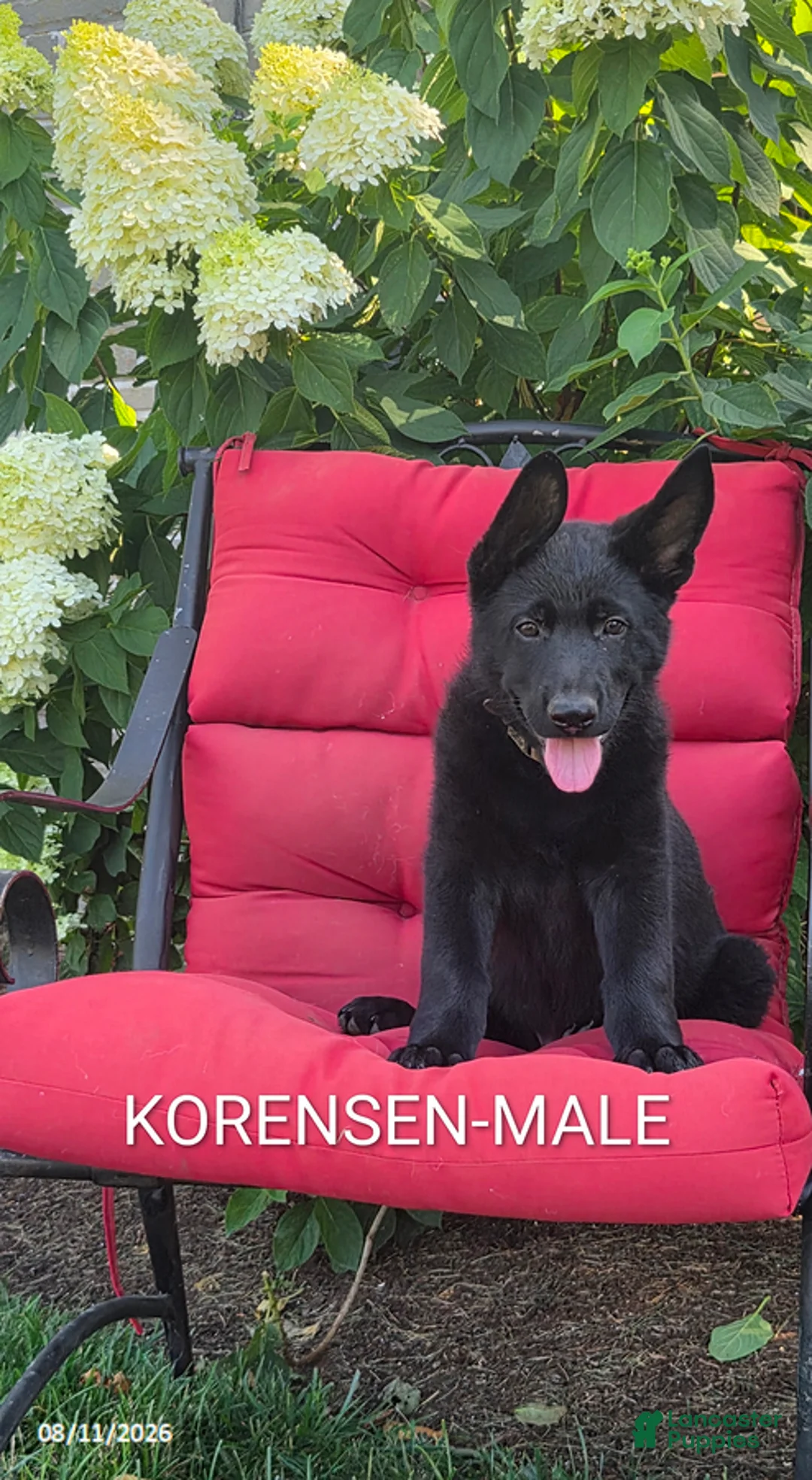 German Shepherd dogs for sale: Korensen - Ad 1