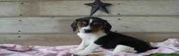 Beagle dogs for sale: Annie - Ad 5