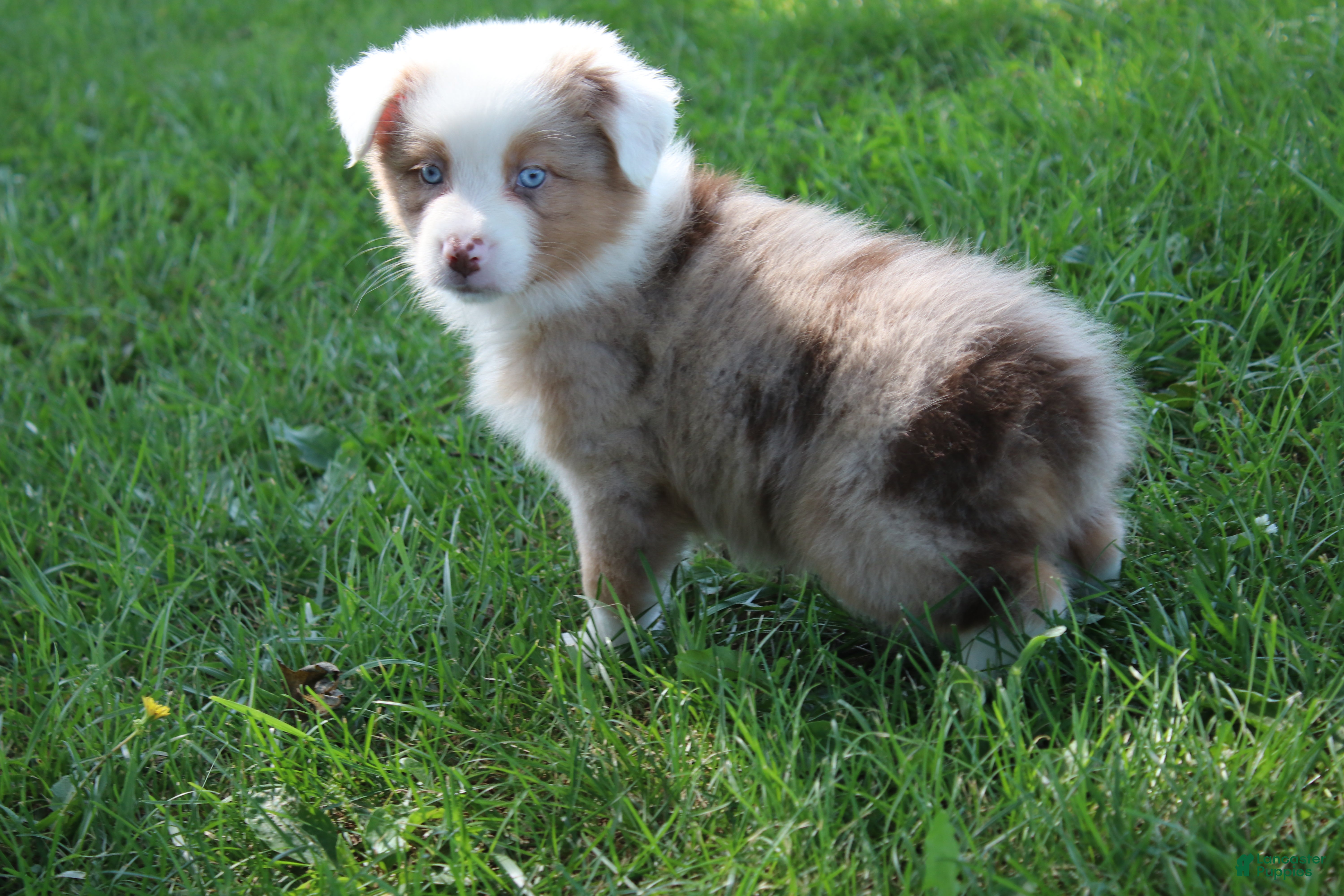 Australian Shepherd dogs Sienna - Ad 9