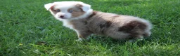 Australian Shepherd dogs for sale: Sienna - Ad 1