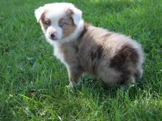 Australian Shepherd dogs Sienna - Ad 35