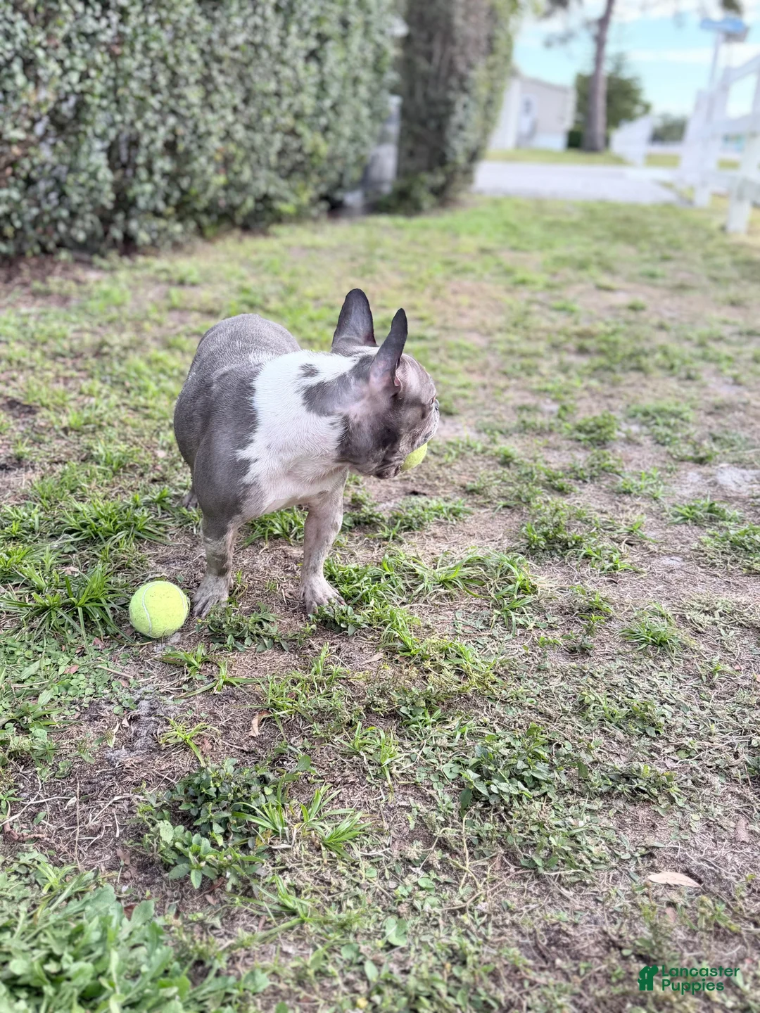 French Bulldog dogs for sale: Stormi - Ad 4