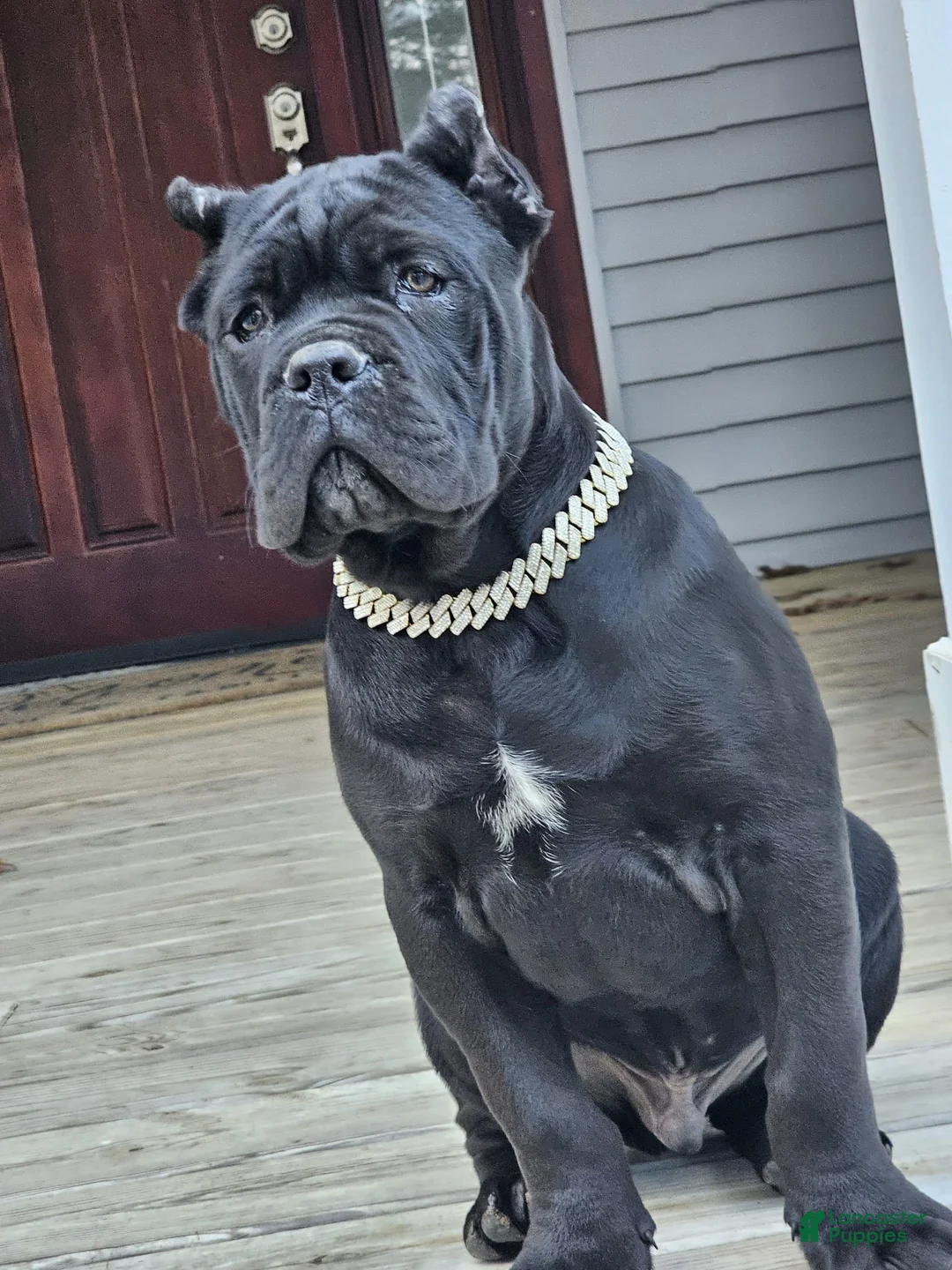 Cane Corso dogs for sale: ZEUS - Ad 4