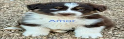 Australian Shepherd dogs for sale: Amor - Ad 1