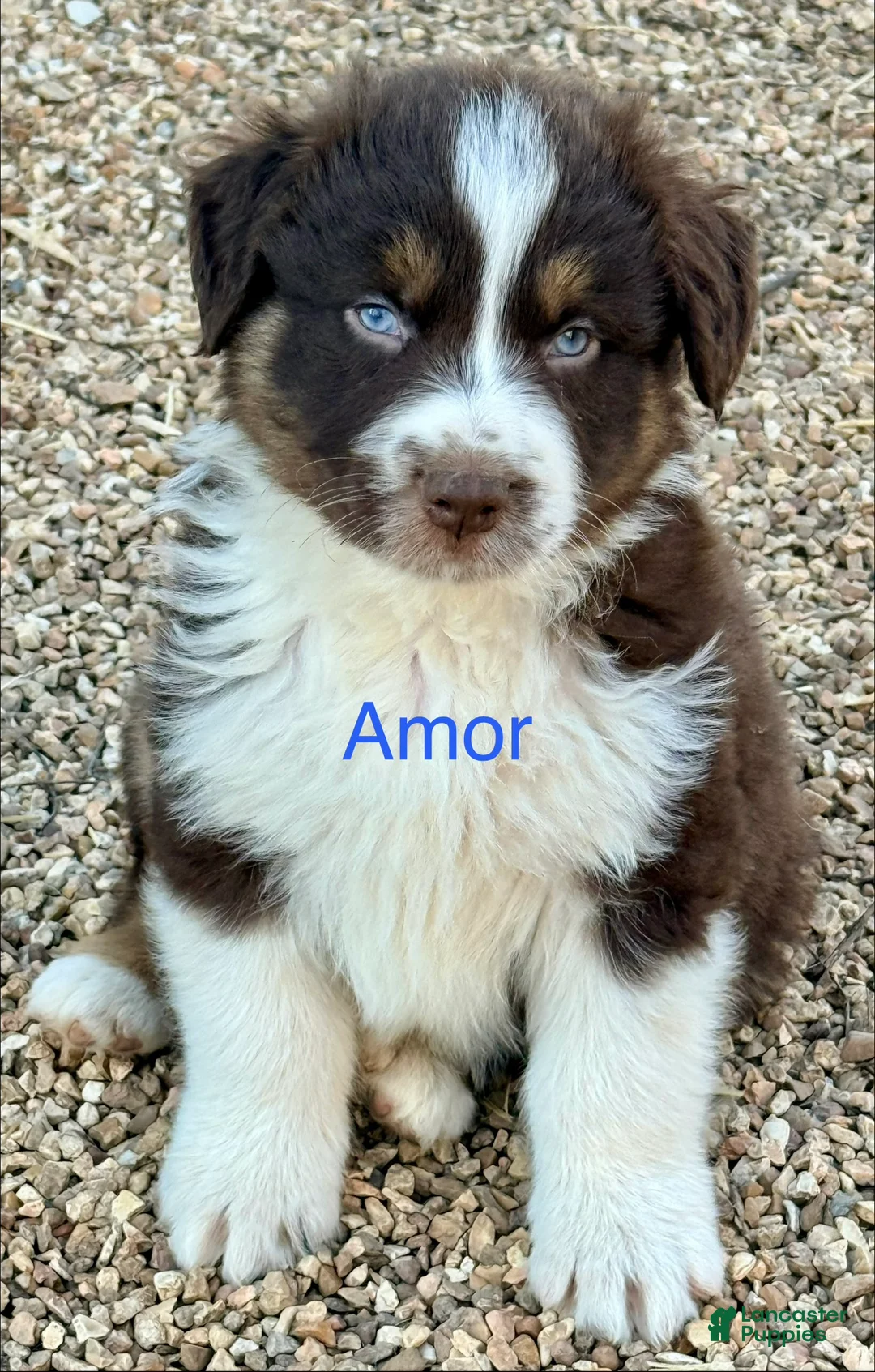 Australian Shepherd dogs for sale: Amor - Ad 1
