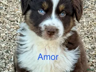 Australian Shepherd dogs Amor - Ad 15