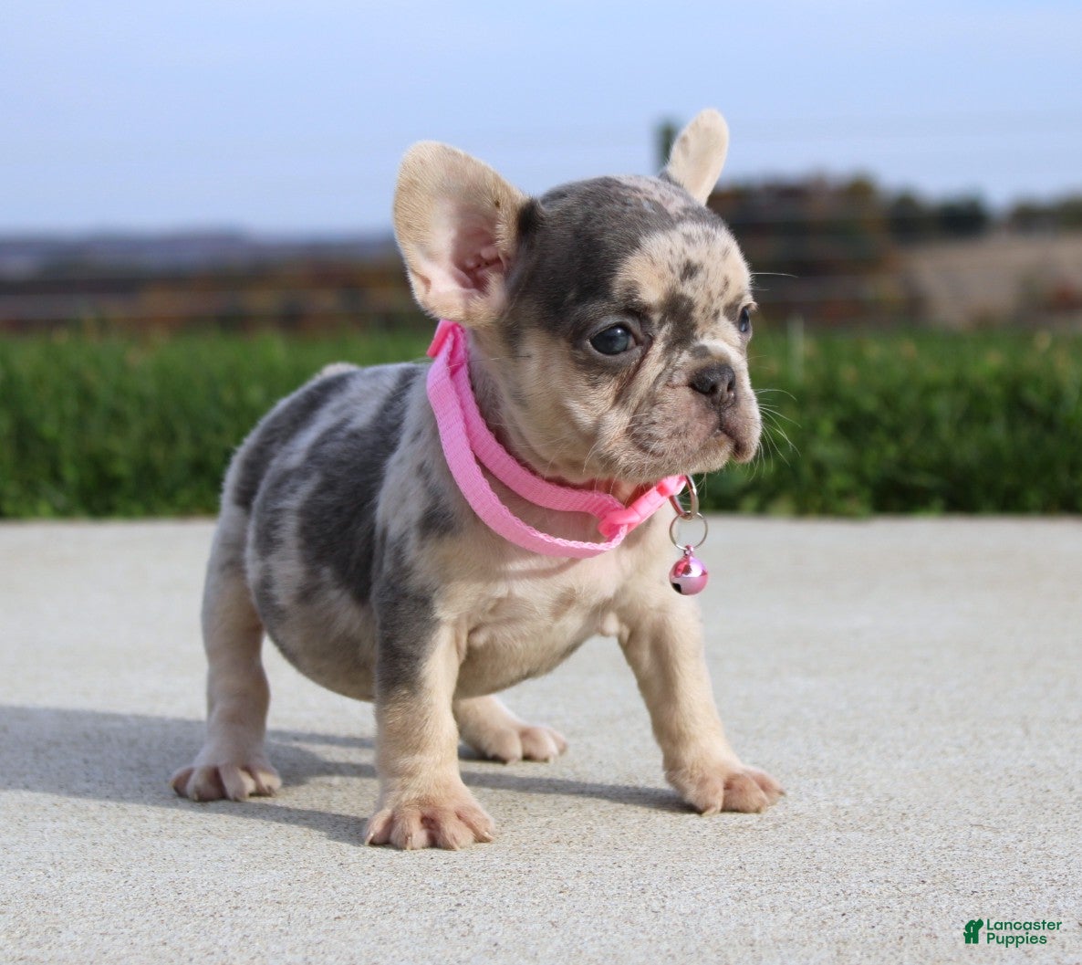 French Bulldog dogs for sale: Pebbles - Ad 1