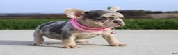 French Bulldog dogs for sale: Pebbles - Ad 1