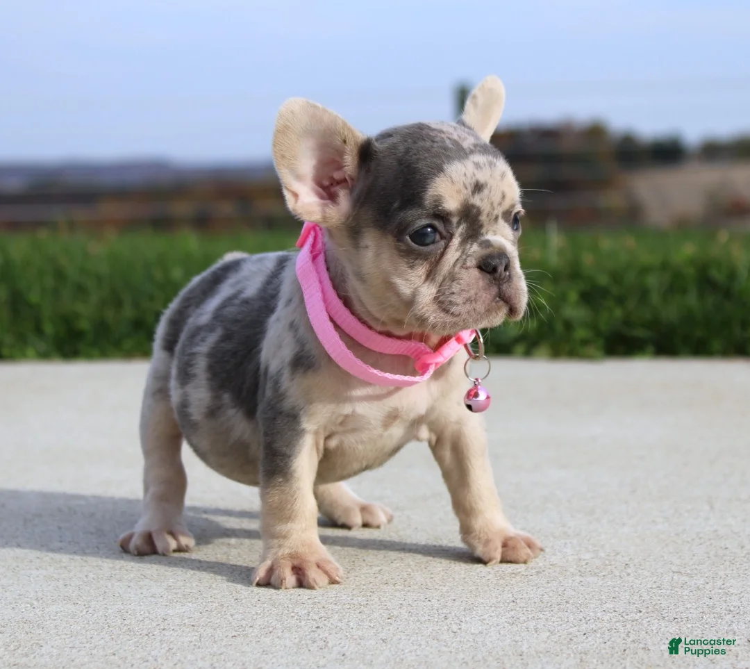 French Bulldog dogs for sale: Pebbles - Ad 1