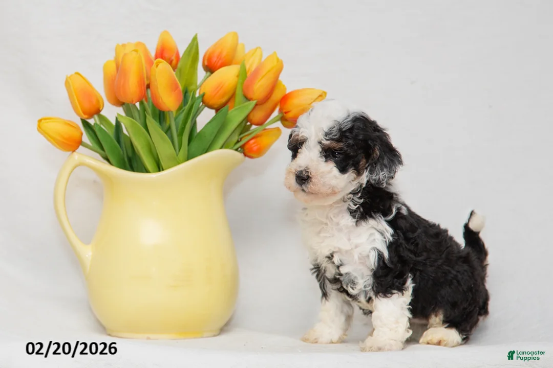 Mini Goldendoodle dogs for sale: Amanda - Ad 3