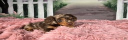 Miniature Dachshund dogs for sale: AKC-Becca - Ad 6
