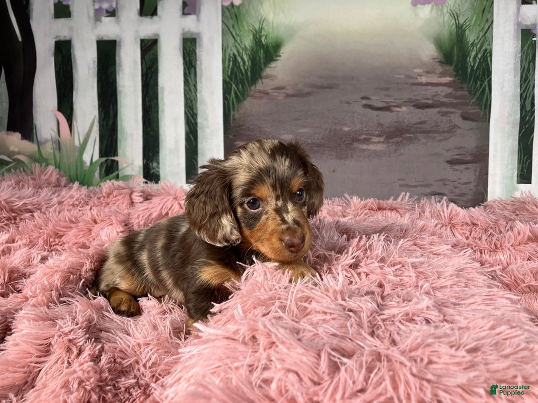 Miniature Dachshund dogs for sale: AKC-Becca - Ad 6