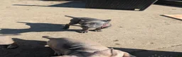 Cane Corso dogs for sale: Cane Corso 1 - Ad 4