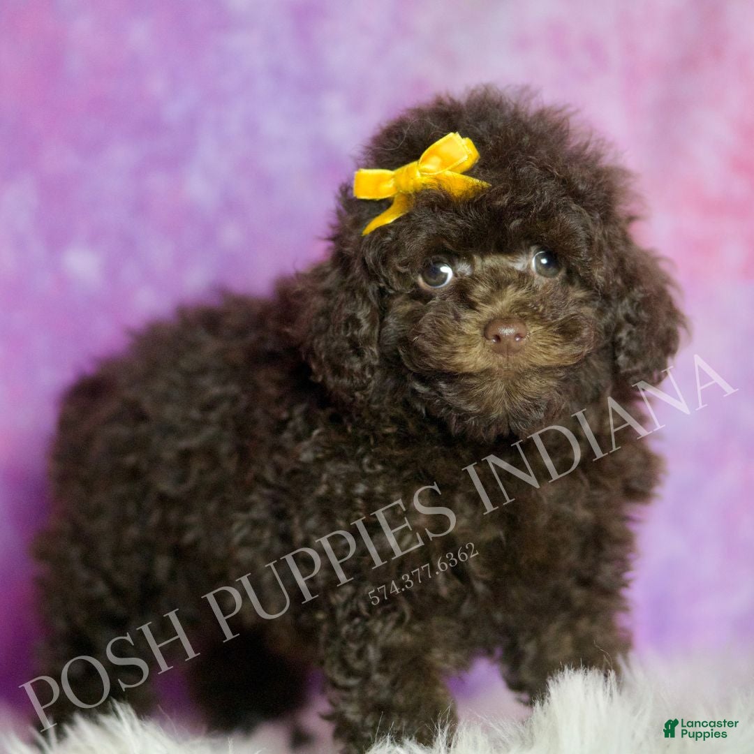 Standard Poodle dogs Scooter - Ad 37