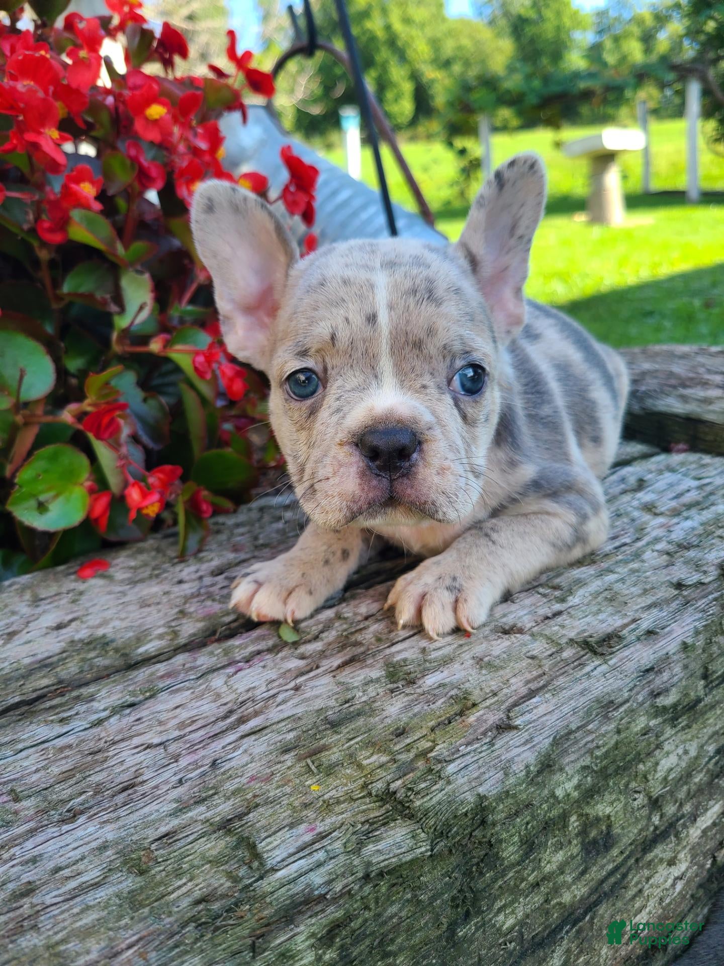 Frenchton dogs Micky - Ad 2