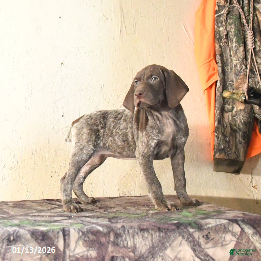 German Shorthaired Pointer dogs Harmony - Ad 3