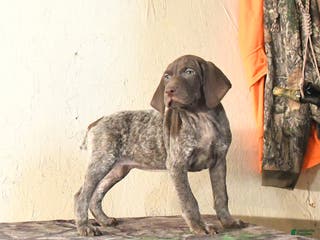German Shorthaired Pointer dogs Harmony - Ad 3