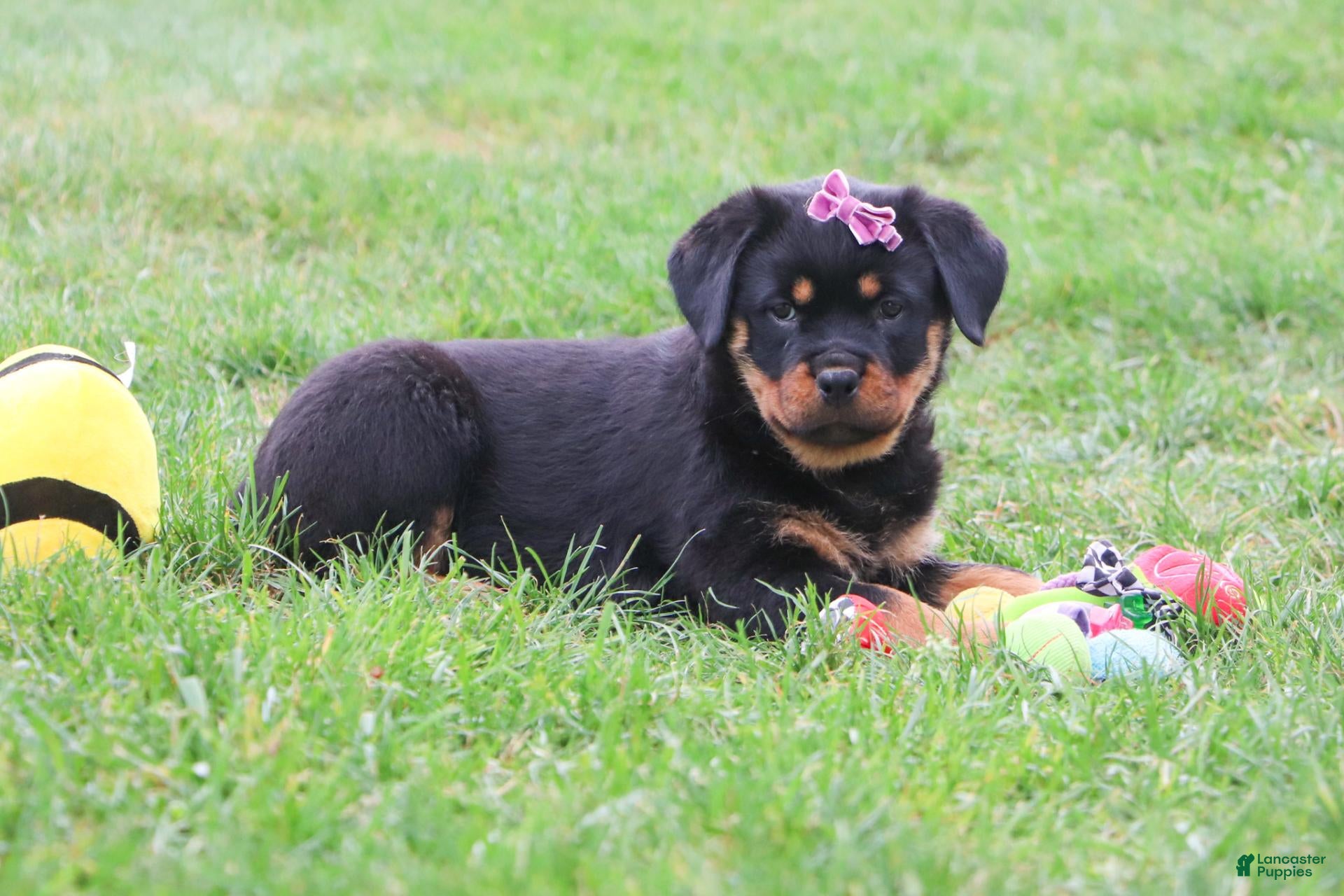 Rottweiler dogs Oakley - Ad 1