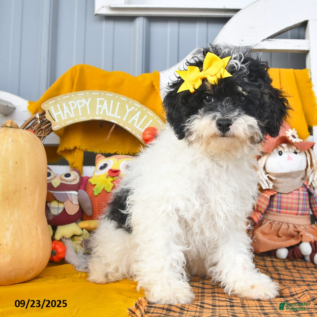 Lhasapoo dogs for sale: Oreo - Ad 3