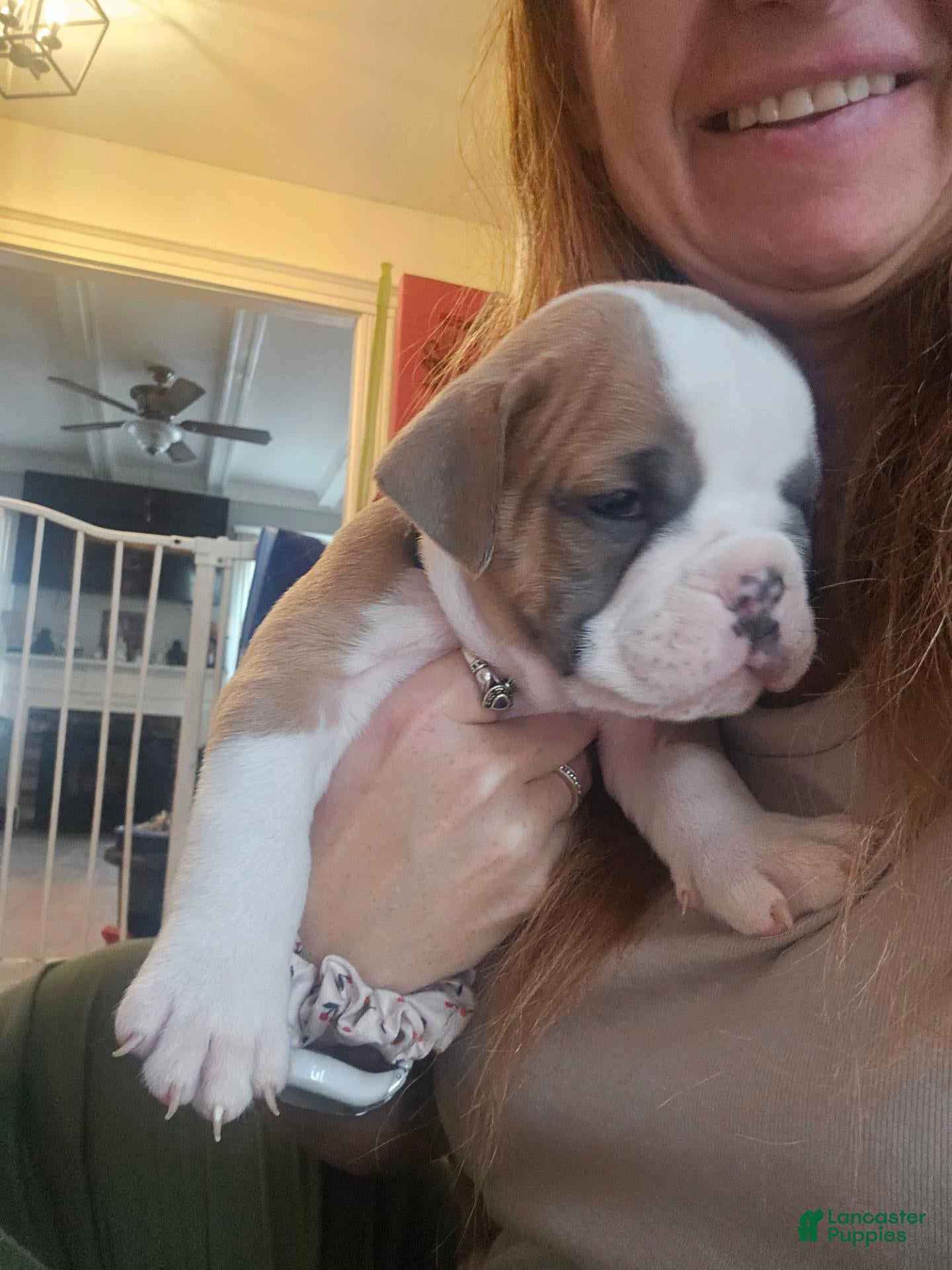 Olde English Bulldogge dogs for sale: Olde English Bulldogge 7 - Ad 13