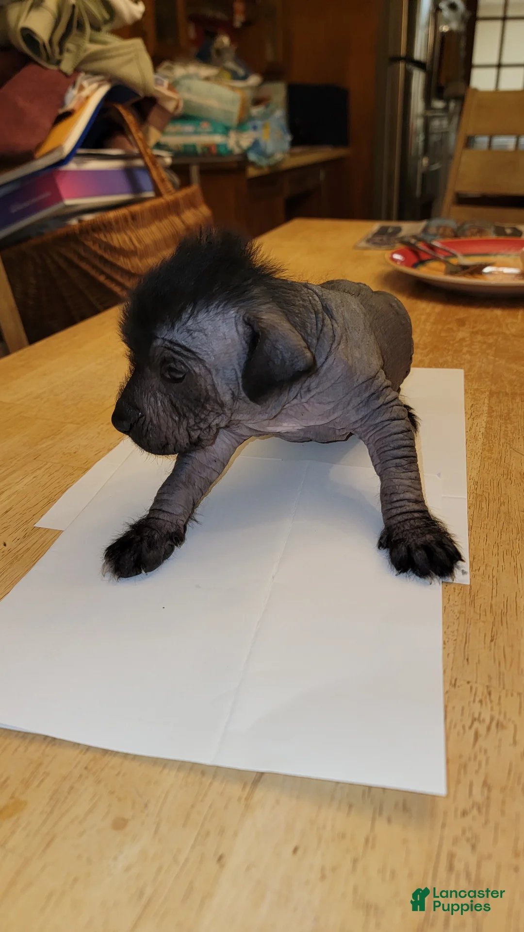 Peruvian Inca Orchid dogs for sale: Peruvian Inca Orchid Puppy 1 - Ad 1