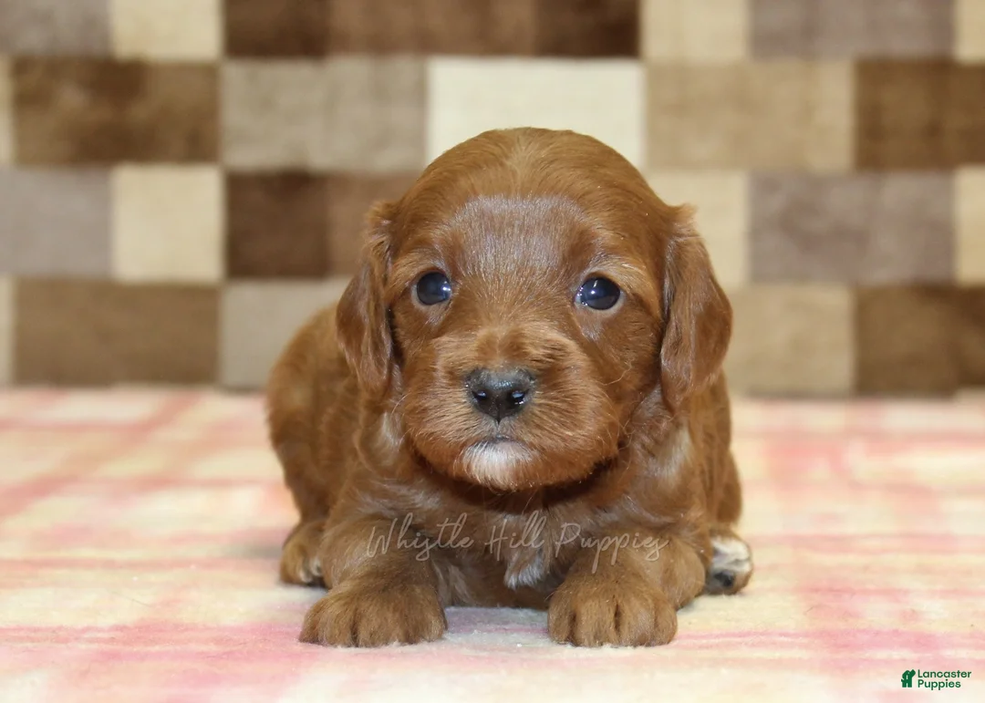Cavapoo dogs for sale: Stella - Ad 2