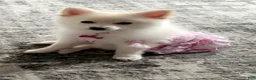 Pomeranian dogs for sale: Pomeranian 1 - Ad 3