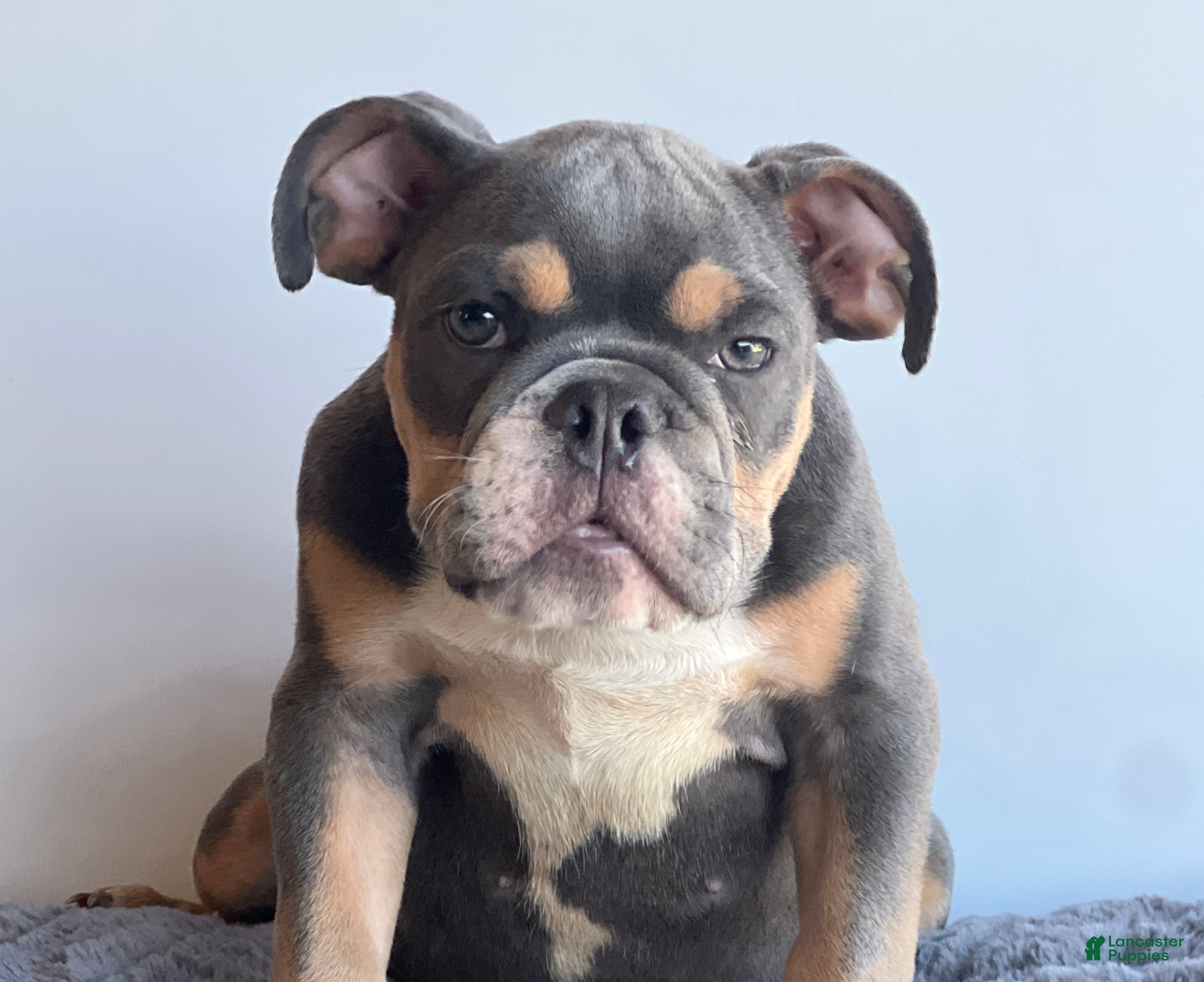 English Bulldog dogs Breeze - Ad 11