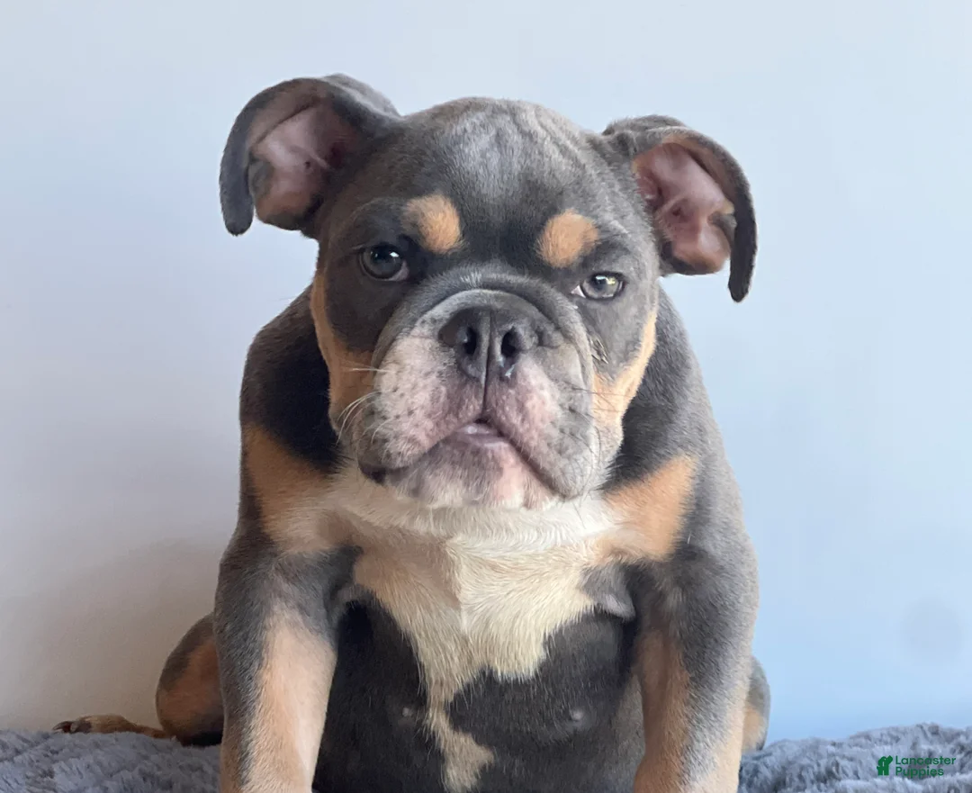 English Bulldog dogs for sale: Breeze - Ad 1