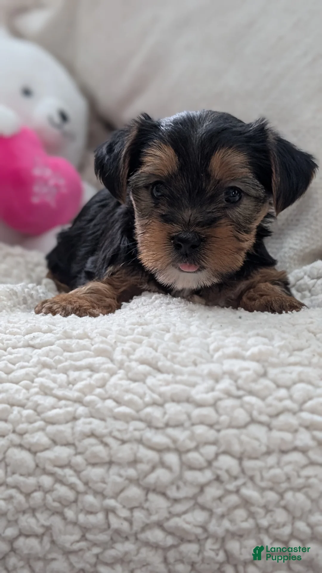 Yorkshire Terrier dogs for sale: Andor - Ad 9