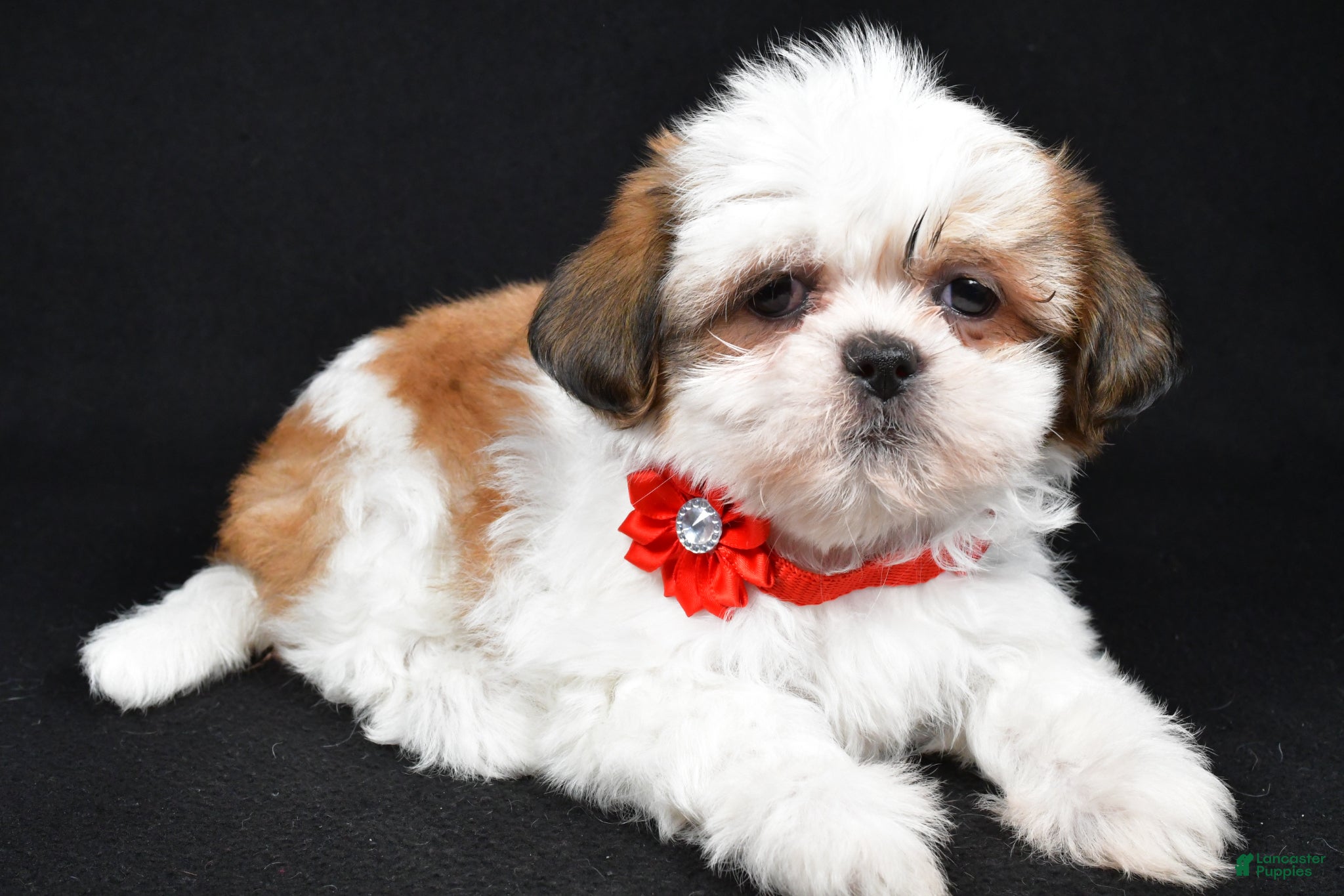 Shih Tzu dogs Sugar - Ad 2