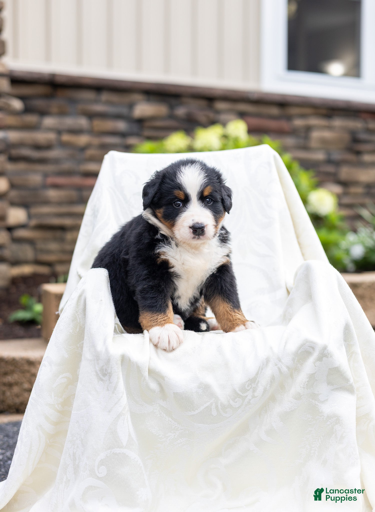 Bernese Mountain Dog dogs Rachelle - Ad 2