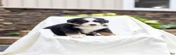Bernese Mountain Dog dogs for sale: Rachelle - Ad 2