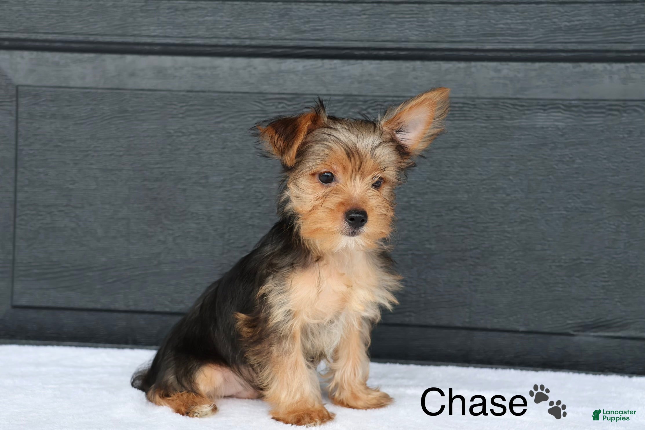Yorkshire Terrier dogs Chase - Ad 2