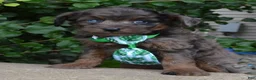 Mini Aussiedoodle dogs for sale: Mini Axel - Ad 2