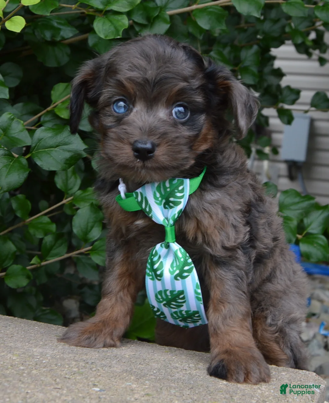 Mini Aussiedoodle dogs for sale: Mini Axel - Ad 2