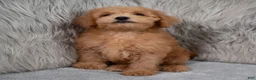 Mini Goldendoodle dogs for sale: Hank ID: 3860 - Ad 6