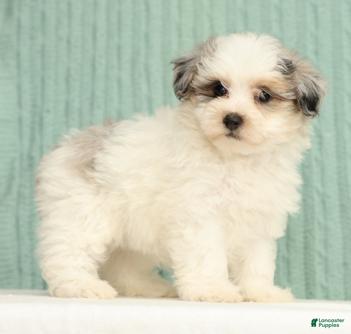 Pomapoo dogs Paisley - Ad 1