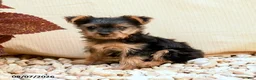 Yorkshire Terrier dogs for sale: Twilight - Ad 5