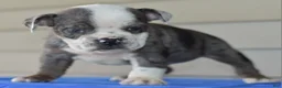 Mixed Breed dogs for sale: Tank hybrid bulldog puppy - Ad 9
