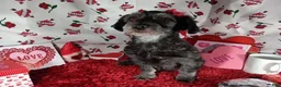 Havanese dogs for sale: Havanese 2 - Ad 4