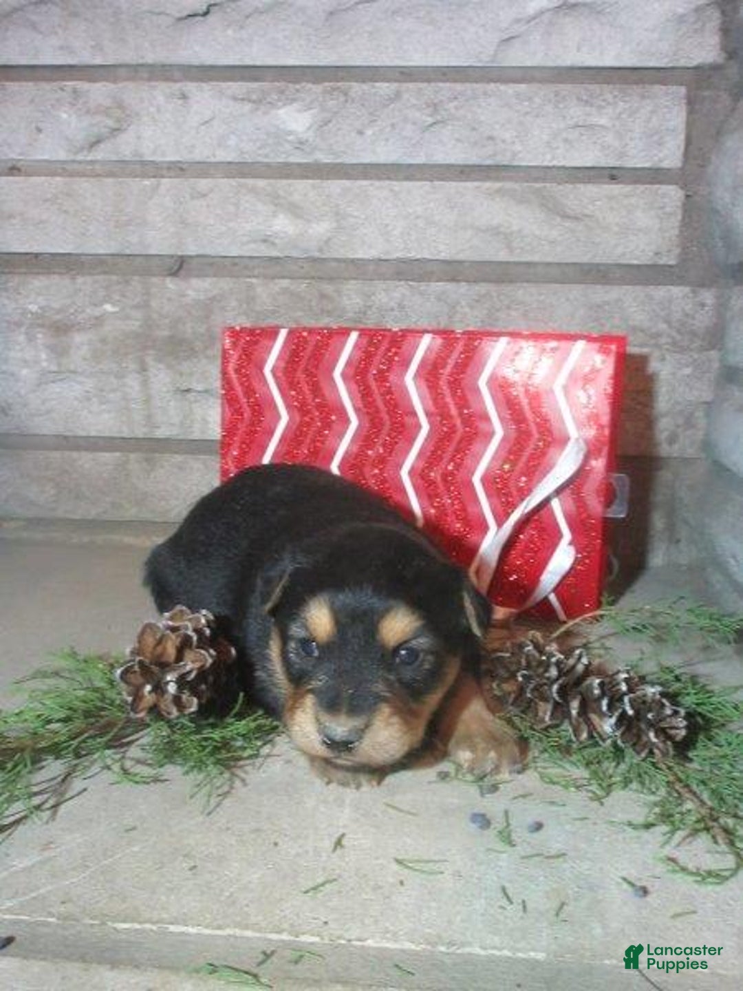 Mixed Breed dogs for sale: Aspen - Ad 2